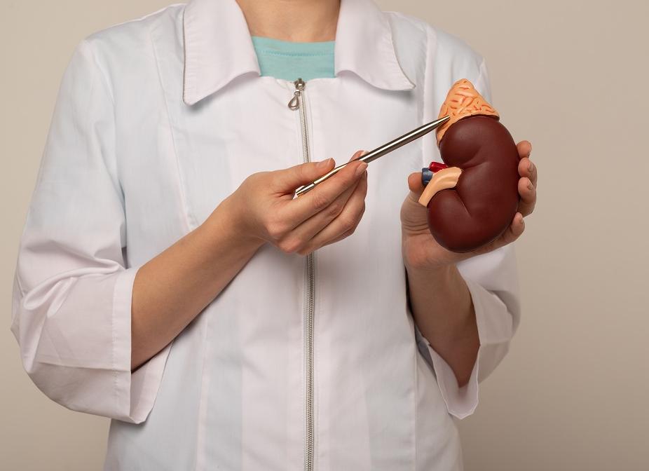 Как проверить работу надпочечников