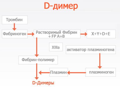 Д димер что это