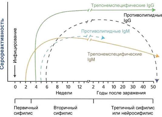 Антитела на сифилис