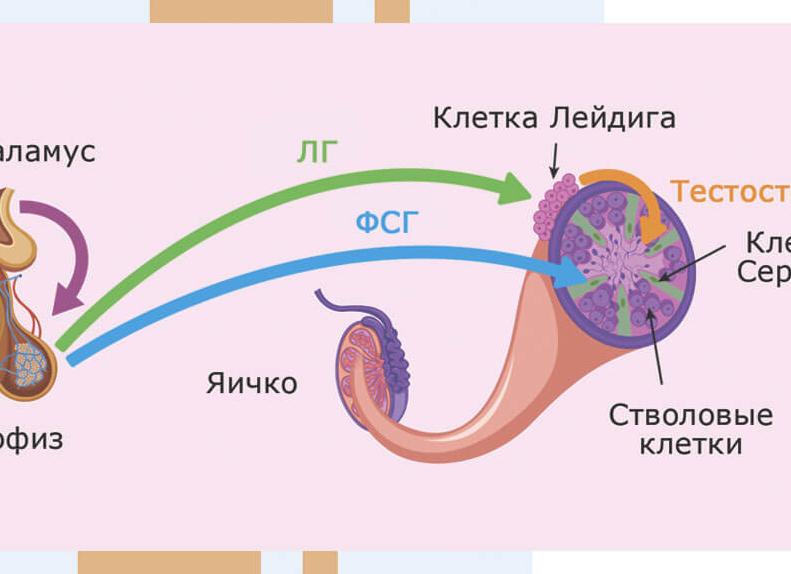 Анализ фсг у мужчин