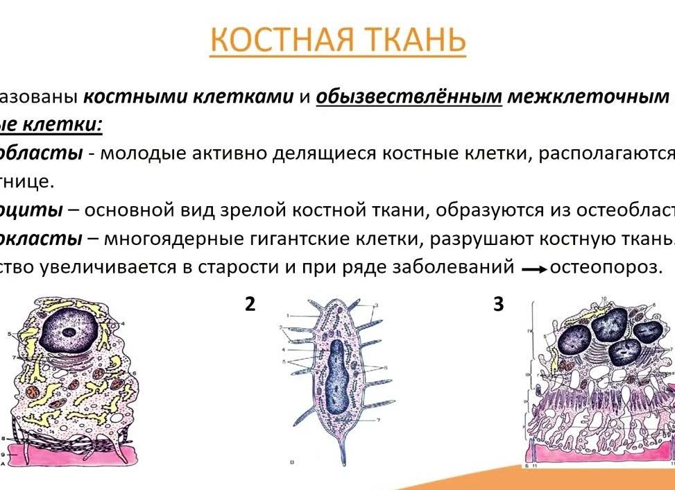 Клетки разрушающие костную ткань