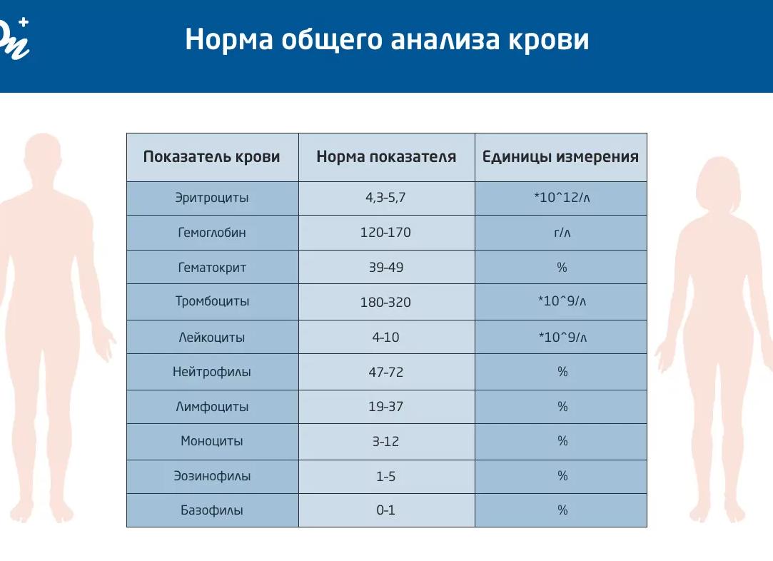 Кфк в крови норма у женщин