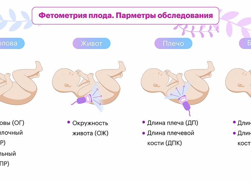 Длина бедренной кости плода