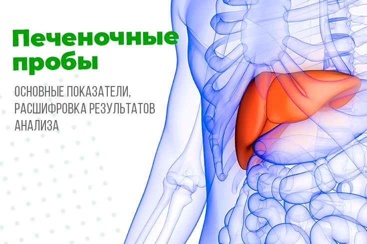 Анализ крови на печеночные пробы расшифровка и нормы