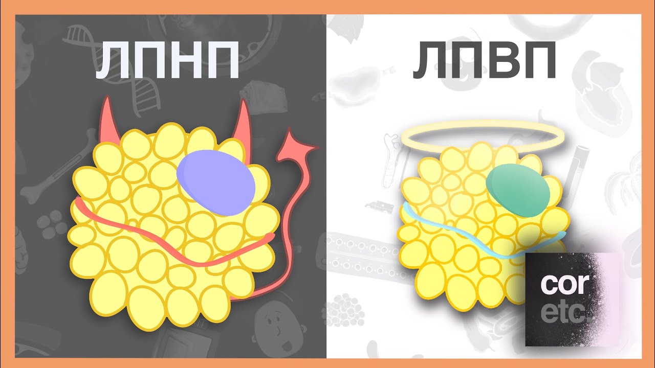 Лпнп и лпвп