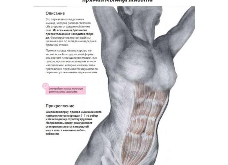Какие свойства строения костной ткани придают скелету прочность