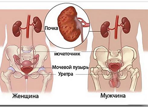 Как делать узи почек