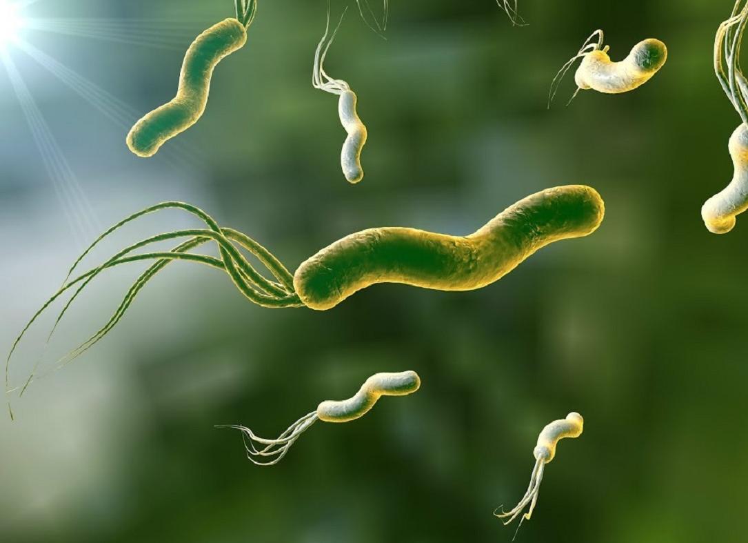 Хеликобактер чем опасен