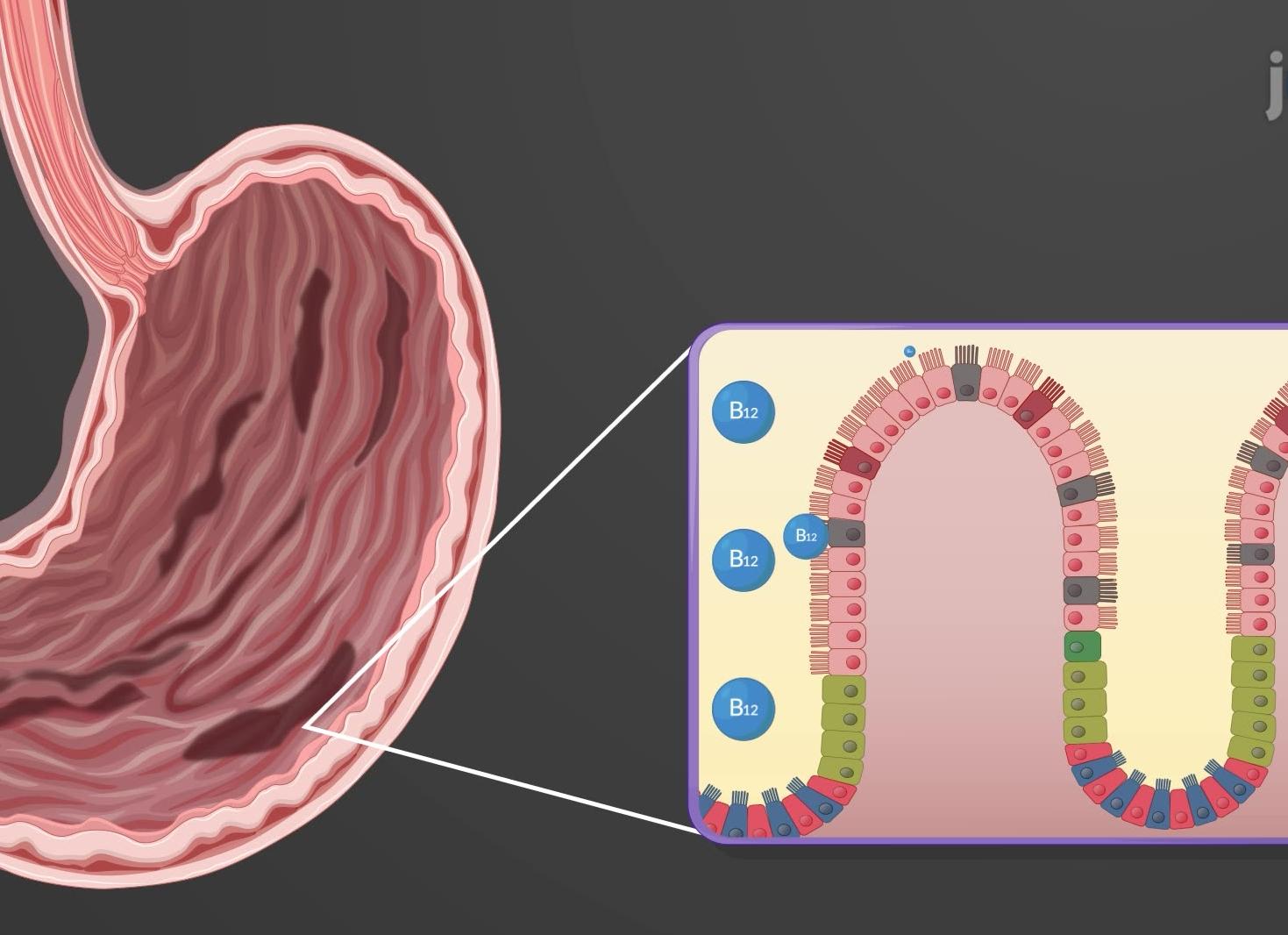 Где разрушаются эритроциты у человека