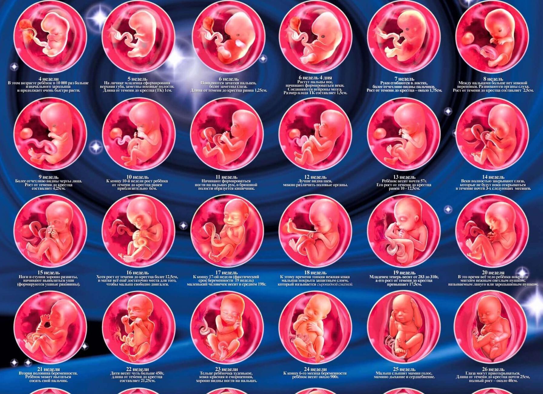 Этапы развития эмбриона