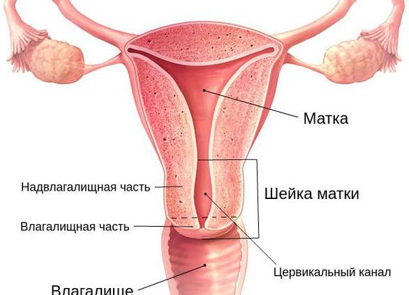 Цервикальный канал сомкнут что это значит на узи