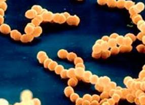 Бета гемолитический стрептококк группы а