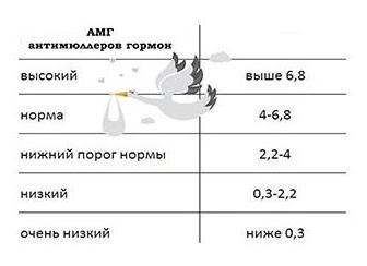 Амг гормон что это такое