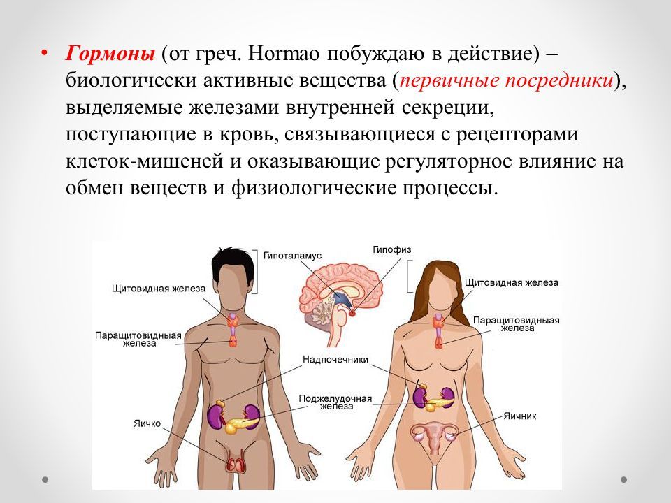 Гипоталамус клетки вырабатываемые гормоны