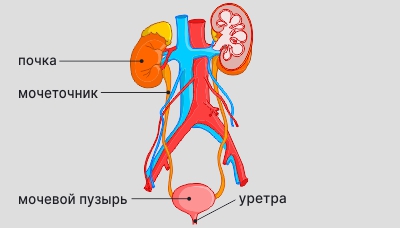 Как очистить мочу перед анализом