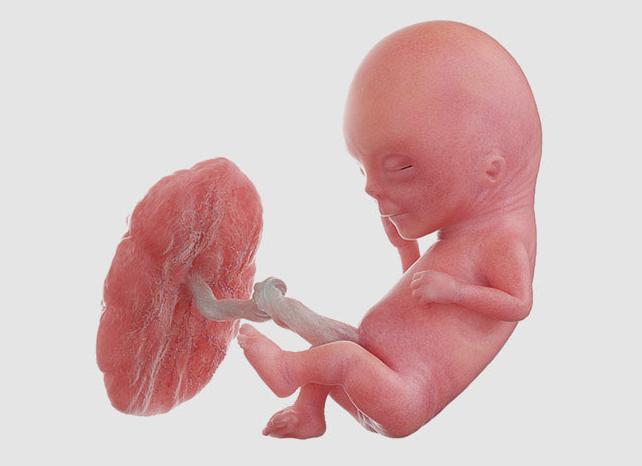 Как выглядит зародыш в 12 недель фото