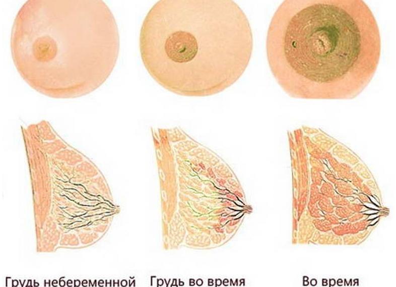 Что такое лактация у женщин
