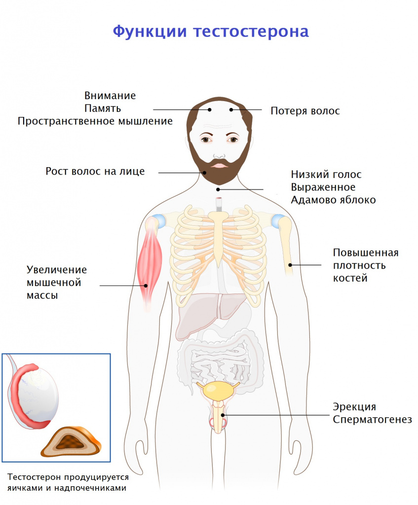 Как увеличить тестостерон в организме женщины