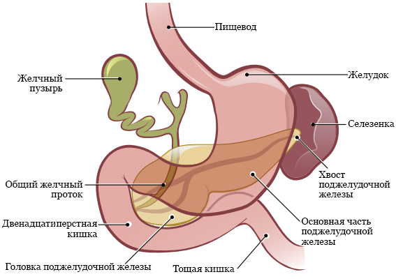 Лейкоциты в желудке норма