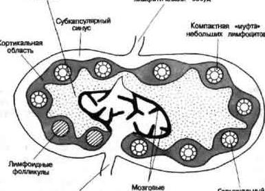 Лимфоциты что это Лимфоциты что это
