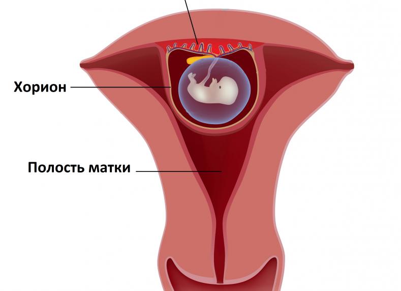 Хорионический гонадотропин что это такое