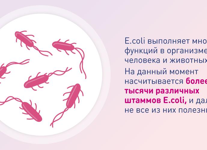 Эшерихия коли что это