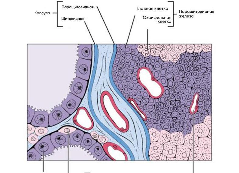 Что такое гистология Что такое гистология