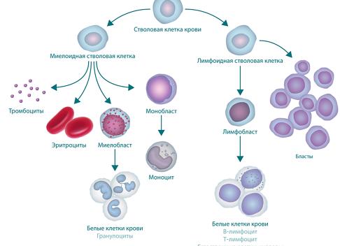 Бластные клетки в анализе крови норма Бластные клетки в анализе крови норма