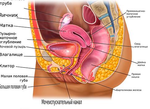 Анатомия органов малого таза