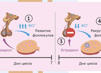 Анализ эстрадиол что это
