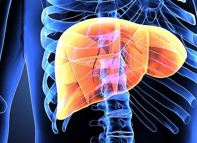 Аланин трансаминаза что это такое