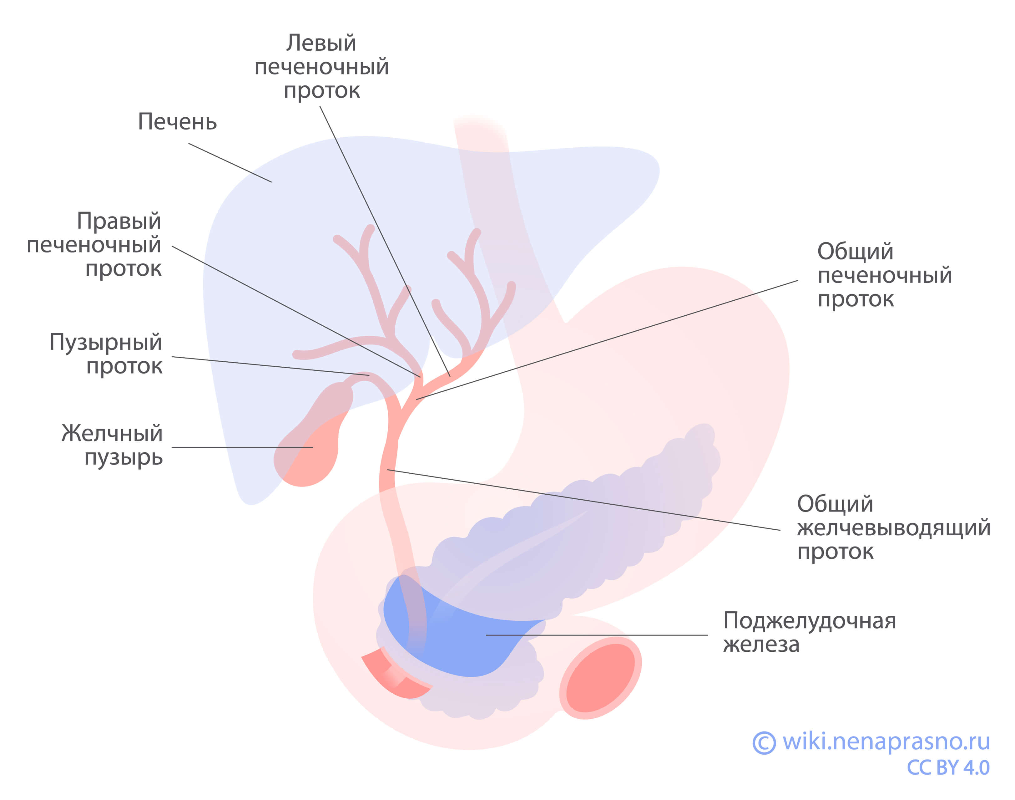 Гистология печень и поджелудочная железа