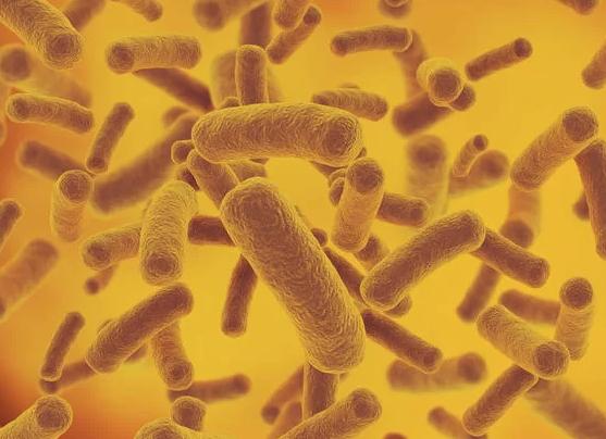 Много бактерий в моче у женщин