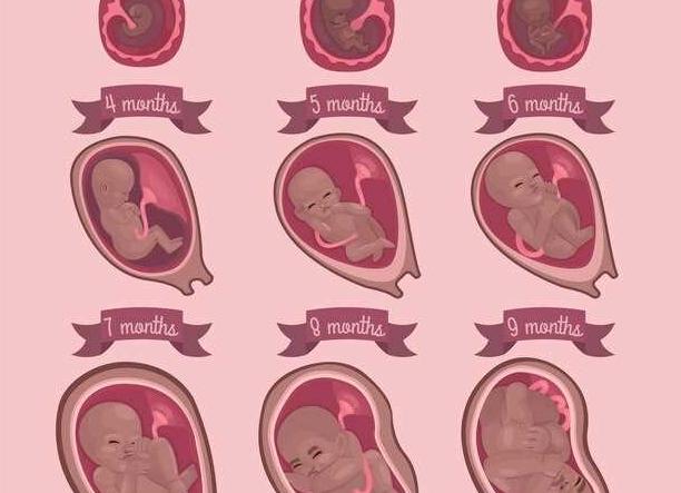 Когда бьется сердце у эмбриона