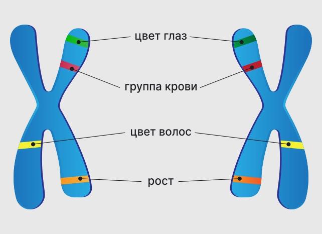 Кариотип что это такое