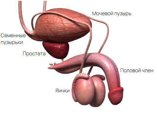 Как правильно называется мужской гормон Как правильно называется мужской гормон