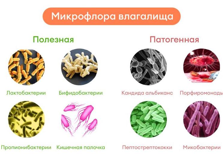 Что значит условно патогенная флора