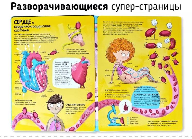 4 группа крови совместимость с другими группами