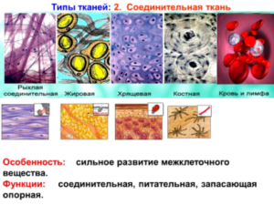 Костная соединительная ткань функции