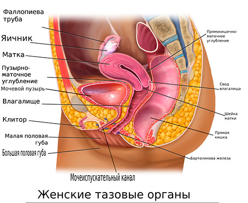 Малый таз женщины