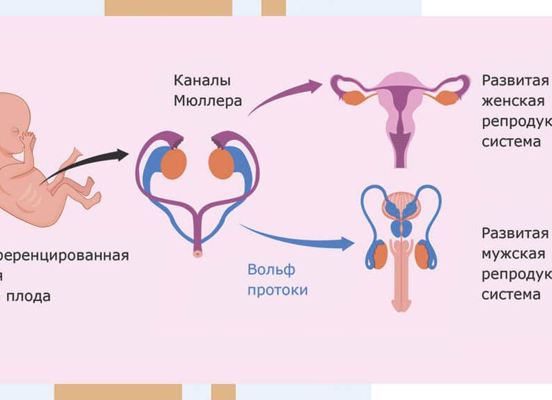 Мюллеров гормон что это такое