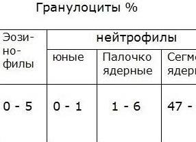 Лейкоциты в норме