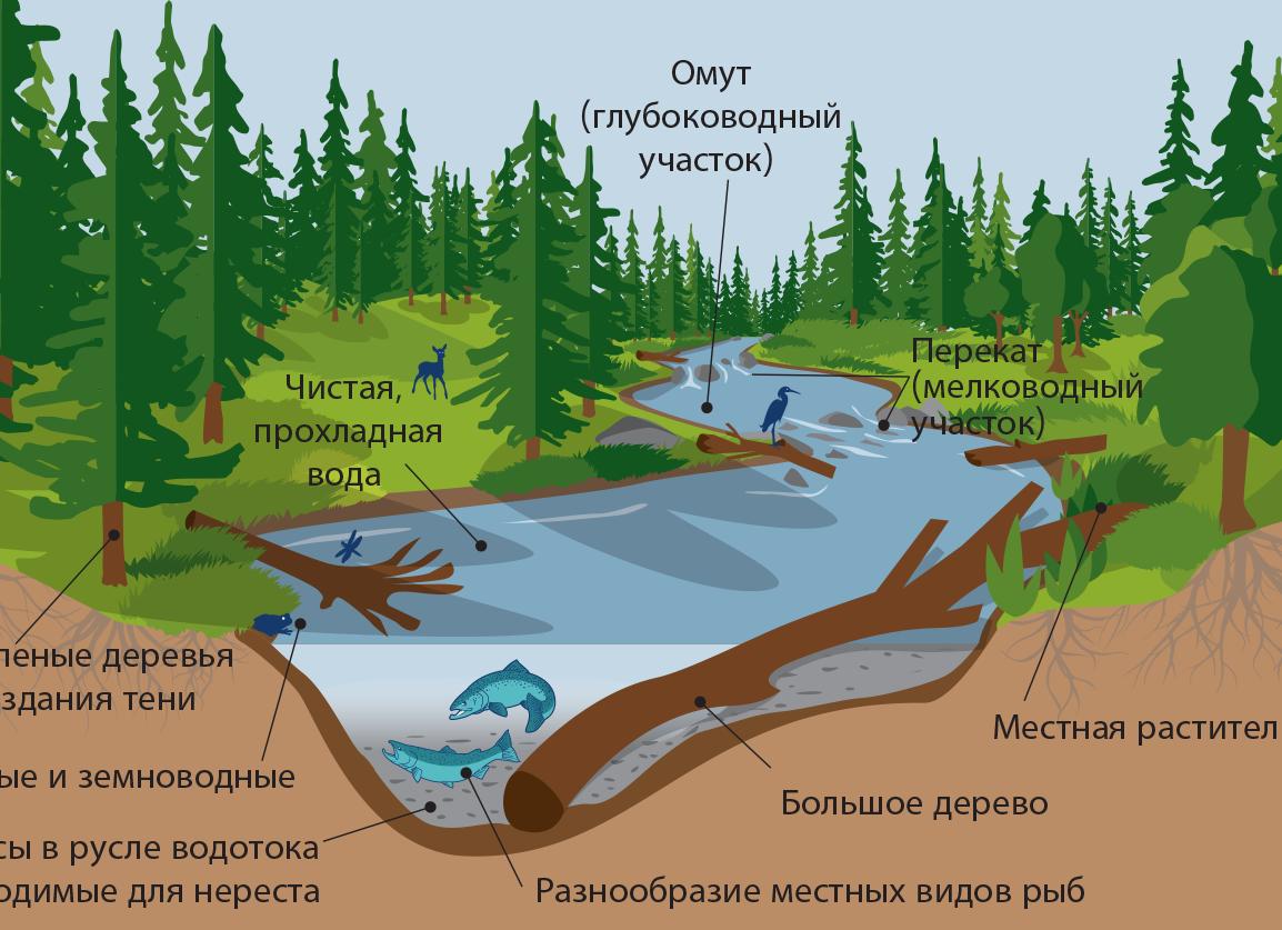 Кишечная палочка среда обитания Кишечная палочка среда обитания