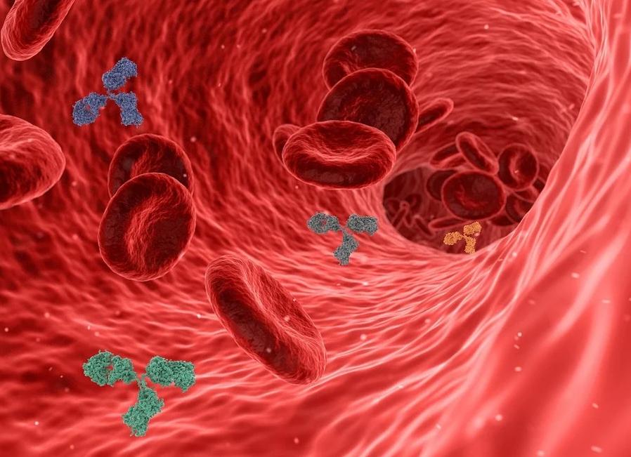 Иммуноглобулин анализы на кровь что это такое
