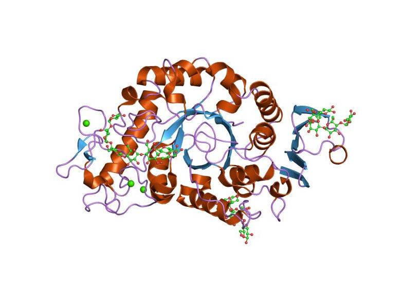 Что такое альфа амилаза