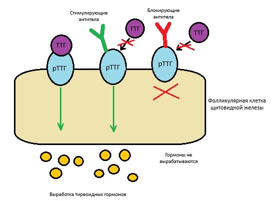 Антитела к гормонам щитовидной железы