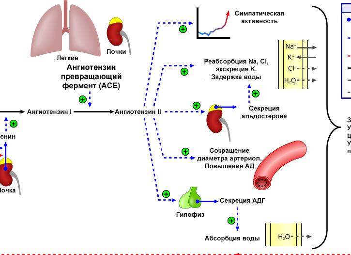 Ангиотензин превращающий фермент