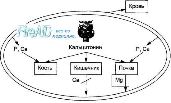 Кальцитонин механизм действия