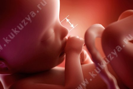 Кости носа плода по неделям норма таблица