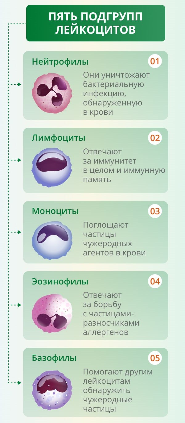 Лимфоциты и лейкоциты повышены